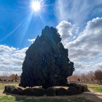 Cypress of Abarkooh