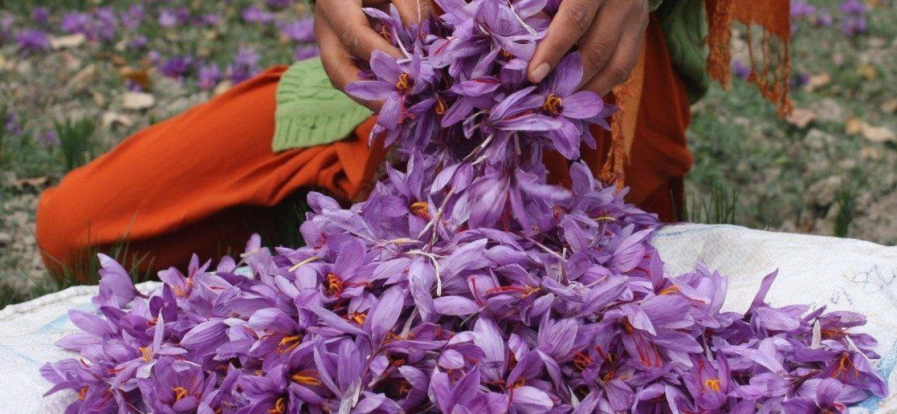 Saffron